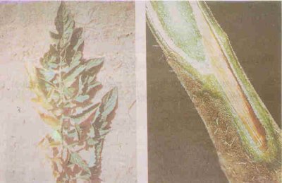 Domateste solgunluk ve gövdedeki kahverengileşme (Fusarium).